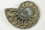 Cut & Polished, Pyritized Ammonite Fossil - Russia #198336-3